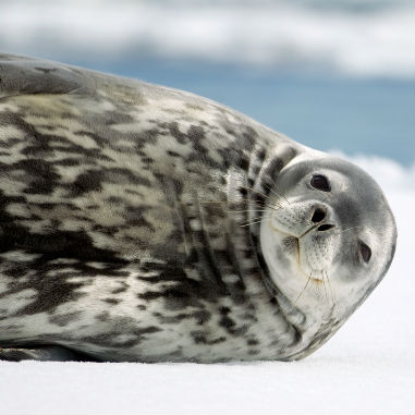 Antarctica van helden travel middel Antarctica van helden travel middel